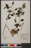 Asystasia gangetica (L.) Anderson subsp. micrantha (Nees) Ensermu pe
