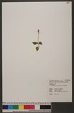 Goodyera viridiflora (Blume) Blume ᴳ