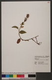 Goodyera foliosa (Lindl.) Benth. ex Hook. f. 