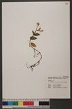 Goodyera foliosa (Lindl.) Benth. ex Hook. f. 