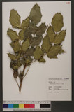 Mahonia japonica (Thunb.) DC. Qj\