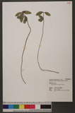 Ardisia japonica (Hornsted) Blume 