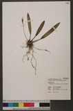Bulbophyllum insulsum (Gagnep.) Seidenfaden Jᱲä
