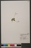 Androsace umbellata (Lour.) Merr. a