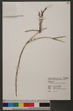 Dendrobium furcatopedicellatum Hayata ۱