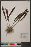 Liparis condylobulbon Rchb. f. 
