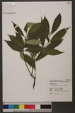 Excoecaria formosana (Hayata) Hayata OWgI