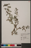 Indigofera spicata Forsk. 穗花木藍