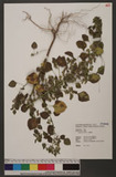Acalypha australis...
