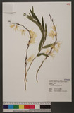Dendrobium okinawense Hatus. & Ida