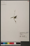 Peristylus gracilis Blume