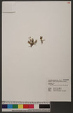 Oberonia seidenfadenii (H.J. Su) Ormerod KpMh