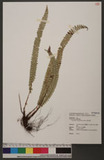 Polystichum stenophyllum Christ ޭcտ