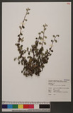 Cotoneaster morrisonensis Hayata 玉山舖地蜈蚣