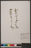 Swertia tozanensis Hayata s