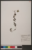 Codonopsis kawakamii Hayata ɤss