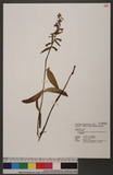 Epipactis helleborine (L.) Crantz subsp. ohwii (Fukuy.) H. J. Su OWa