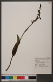 Platanthera mandarinorum Reichb. f. subsp. pachyglossa (Hayata) T. P. Lin & K. Inoue 厚唇粉蝶蘭