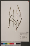 Herminium lanceum (Thunb. ex Sw.) Vuijk Ӹsll