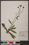 Hieracium morii Hayata 森氏山柳菊