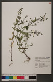 Swertia macrosperma (C. B. Clarke) C. B. Clarke 大籽當藥