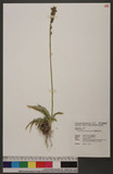 Aletris formosana (Hayata) Sasaki 臺灣粉條兒菜
