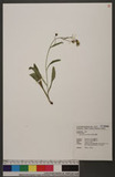 Hieracium morii Hayata 森氏山柳菊