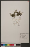 Cystopteris moupinensis Franch. eN