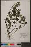 Clinopodium chinen...