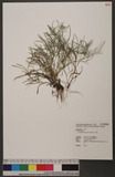 Gnaphalium japonicum Thunb. l