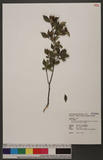 Pourthiaea villosa (Thunb. ex Murray) Decne. var. parvifolia (Pritz.) Iketani & Ohashi 小葉石楠