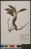 Cymbidium lancifolium Hook. 竹柏蘭