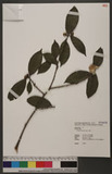 Camellia oleifera Abel. o