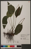 Cheiropleuria bicuspis (Blume) C. Presl P