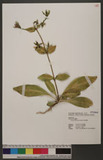 Swertia shintenensis Hayata s
