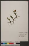 Bulbophyllum retus...