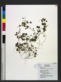 Stellaria arisanensis (Hayata) Hayata scͰ