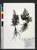 Selenodesmium obscurum (Blume) Copel. u
