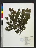 Phyllanthus oligospermus Hayata s˪oa