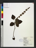Coleus scutellarioides (L.) Benth. var. crispipilus (Merr.) Keng pT