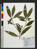 Tarenna gracilipes (Hayata) Ohwi ɤߪ