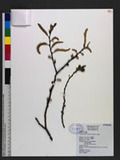 Salix kusanoi (Hayata) C. K. Schneider h