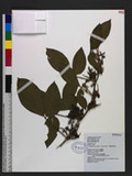 Flemingia macrophylla (Willd.) Kuntze ex Merr.