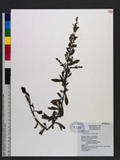 Artemisia japonica...