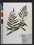 Cyrtomium hookerianum (C. Presl) C. Chr. Ue