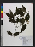 Viburnum luzonicum Rolfe var. formosanum (Hance) Rehder lg