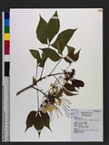 Crateva adansonii DC. subsp. formosensis Jacobs 