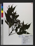 Tetradium meliaefolia (Hance) Benth. J