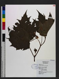 Begonia laciniata Roxb. 