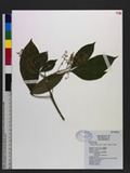 Melicope semecarpifolia (Merr.) T. G. Hartley s¸